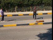 حى المنيرة الغربية يشن حملة لتطعيم وتعقيم الكلاب ضد مرض السعار.. صور