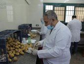 وزير الزراعة: البطاطس من أكبر المنتجات المصرية تصديرا للأسواق العالمية