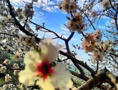 لوحة ربيعية تزين الشيخ زويد ورفح.. شاهد زهور اللوز فى شمال سيناء "صور"