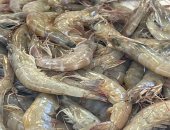 كابوريا على أد الإيد.. سوق أسماك بورسعيد يقدم أحلى الأكلات البحرية فى شهر رمضان
