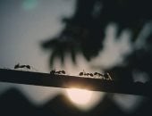 اكتشاف نوع نمل من ملكات فقط ويتكاثر دون ذكور.. كيف يحدث هذا؟