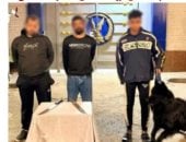 بعد فيديو مصففة الشعر وكلبها.. عقوبة رادعة لاستخدام الحيوانات فى الاعتداء