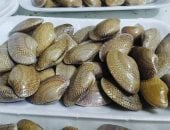 الكابوريا والبقلويظ والشيكال.. أكلات بحرية تزين موائد دمياط في رمضان