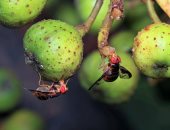 عين إلكترونية مستوحاة من ذباب الفاكهة تمنح الروبوت مجال رؤية 180 درجة