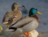 البطة دى مضغوطة ولا مبسوطة؟.. كاميرات ذكية تراقب حركات البط