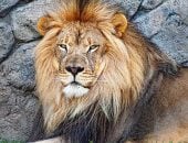 اليوم العالمى للحياة البرية.. تحذير من الانقراض ودعوة للحفاظ على البيئة