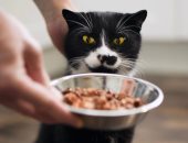 23 ألف دولار حصيلة أرباح رجل صينى من خدمات إطعام القطط فى أسبوع العطلة