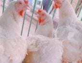 كيلو الفراخ بكام؟ أسعار الدواجن بكفر الشيخ اليوم الثلاثاء 3 مارس 2026    