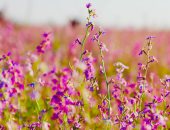 ظهور نباتات برية تشبه اللافندر تكسو أراضى جنوب رفح بعد موجة الأمطار الأخيرة.. فيديو