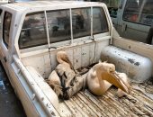 جهاز البيئة بالشرقية يصادر بجع من محل سمك شهير بالزقازيق.. اعرف السبب