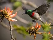 سحر الطبيعة.. نباتات وطيور وحيوانات نادرة تحافظ على البقاء وتحارب شبح الانقراض