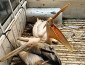 من محل أسماك إلى محمية طبيعية.. قصة إنقاذ بجعتين بمدينة الزقازيق.. البيئة: إيداعهما بمحمية أشتوم الجميل تمهيدا لعودتهما إلى مواطنهما الأصلى.. وتحذر من عقوبات حيازة طيور مهددة بالانقراض.. صور