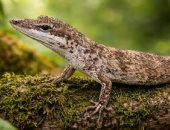 ظهور سحلية انقرضت فى أمريكا الجنوبية منذ 150 عاما يثير قلق العلماء