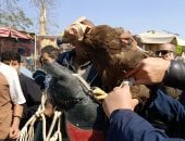 حملة موسعة على سوق السيدة عائشة ومصادرة حيوانات حية ومحنطة.. صور