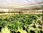 قرى بشاير الخير بالمنيرة وأبو طرطور نموذج مثالى لمشروع الجذب السكاني بواحات الوادى الجديد.. منزل جاهز للسكن وقطعة أرض مزروعة وخدمات متكاملة بدعم كامل من الدولة.. والصوب الزراعية  توفر احتياجات المواطنين.. صور