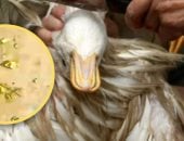 قيمتها 1800 دولار.. صينى يكتشف جزيئات ذهبية تزن 10 جرامات فى معدة بطة