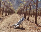 الروبوت الفلاح.. روبوت بالذكاء الاصطناعى يراقب المحاصيل ويتأكد من سلامتها