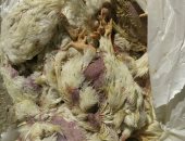 ضبط 10 أطنان فراخ نافقة قبل طرحها بالأسواق فى الفيوم