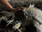 ديانا.. سلحفاة تثير الجدل بعد عبورها 6400 كم من جبل طارق لنهر الأمازون