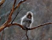 قرود المكاك تفسد المحاصيل الزراعية فى اليابان والحكومة تحاول القضاء عليها