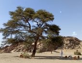 من الثريا إلى سهيل.. النجوم بوصلة الأودية الجبلية والبحر.. كيف يهتدى أهل البادية والصيادون بنجوم الصحراء الشرقية لمعرفة الطريق والاتجاهات.. وكشف أسرار طريقتهم لمعرفة سقوط المطر ودرجات الحرارة.. صور