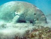 الدوجونج عروس البحر.. حكاية كائن نادر يدر ملايين الدولارات.. خلجان جنوب البحر الأحمر مأوى له.. مرسى امبارك وأبو دباب و«تنضبة» أبرز أماكن ظهوره.. يجذب آلاف السياح ويحقق دخلاً سنويًا يتجاوز 10 ملايين دولار.. صور