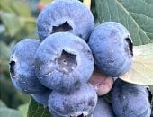 أرباحه أعلى من الذهب وأغلى من الموالح.. التوت الأزرق يصنع ثروة جديدة لمصر