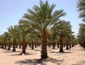 من الحلم إلى الواقع.. مصر فى طريقها لإنشاء أكبر مزرعة نخيل فى العالم
