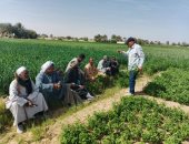 "زراعة الأقصر" تواصل دعم المزارعين ومكافحة النمل الأبيض بالقرى.. صور