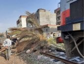 عودة حركة القطارات بعد سقوط نخلة على القضبان فى الإسكندرية بسبب الرياح