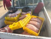 ضبط ثلاجة لحوم بالسادات والتحفظ على 250 كجم لحوم فاسدة وغير صالحة للاستهلاك