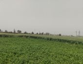 تقلبات جوية بالشرقية ونشاط رياح مثيرة للرمال والأتربة.. فيديو