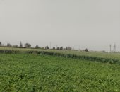 طقس غير مستقر وياح محملة بالأتربة واختفاء الشمس لفترات طويلة فى المنيا.. فيديو