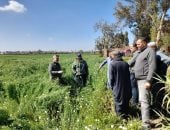قرية شبرا ملس بالغربية تستعد لموسم حصاد الكتان خلال أيام.. الذهب الأصفر يتلألأ فى الأراضى والمزارعون يتوسعون فى زراعته فى المحافظات المجاورة.. صاحب مصنع: تجهيز الشون لاستقبال المحصول والسيارات تستعد لنقله