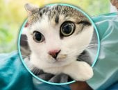 قطة ورسالة وعملية جراحية.. قصة وفاء فى متجر للحيوانات الأليفة بالصين