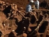 مدينة سرية تحت الأرض.. اكتشاف مستعمرة نمل مذهلة في البرازيل.. صور