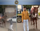 الداخلية تضبط صاحب الكرباج بالقليوبية.. القصة الكاملة لتعذيب حصان وسط الشارع
