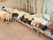 الأمطار توسع رقعة المراعى فى مطروح.. سلالة أغنام البرقي أشهرها (صور)