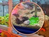 انتقادات واسعة لمركز ألعاب صينى لاستخدام الهامستر كجوائز فى آلات المخالب