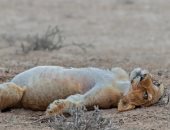 صورة لشبل أسد فى حالة شبع تثير إعجاب متابعى الحياة البرية