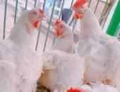 انخفاض فى بورصة أسعار الدواجن والفراخ البلدى والبيضاء بمحافظة الأقصر