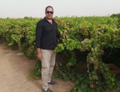 مزارعو السنطة يترقبون نضج الذهب الأصفر على الأشجار استعدادا لحصاده.. أكثر من نصف مليون فدان منزرعة بالعنب فى صحراء المنيا و5 آلاف فدان بقرى مركز السنطة.. البناتى أشهر أنواعه للمائدة ولتصنيع الزبيب