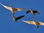 جمال أوز الثلج المهاجر.. انطلاق موسم هجرة الطيور إلى نيويورك 