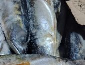ضبط 1.2 طن أسماك مملحة غير صالحة للاستهلاك بشبرا الخيمة قبل عيد الفطر