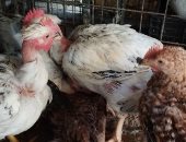 سعر كيلو الفراخ بالقليوبية الإثنين 16– 3 - 2026.. البيضا بـ105 جنيهات