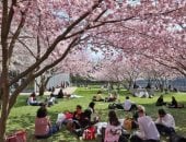 الربيع برائحة الكرز.. تفتح الأزهار يزين الطبيعة بلوحات خلابة فى سويسرا