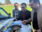 ضبط 970 كجم رنجة وفسيخ غير صالحة للاستهلاك الآدمى فى الغربية