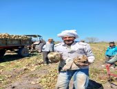 رحلة كفاح من أجل اللقمة الحلال .. العم "عزت " 70 عاما من العمل في الغيطان بحثا الرزق الحلال