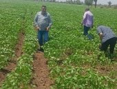 قرية البرجاية بالمنيا حكاية خير طوال العام.. وموسم البطاطس يعزز الإنتاج المحلى