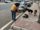 محافظ الدقهلية: حملة بيطرية حصنت 650 كلبا ضد السعار بعدد من المراكز